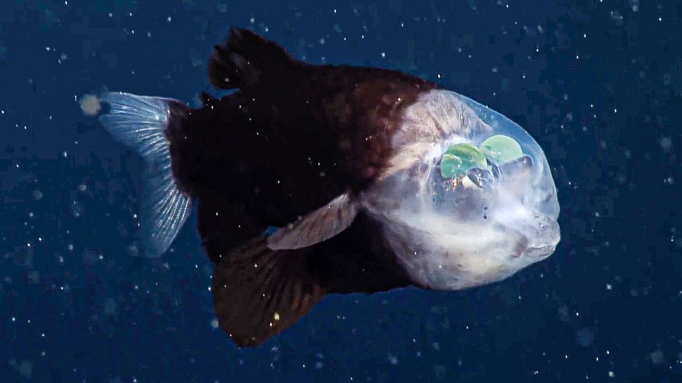 Der Glaskopffisch aus der Familie der Gespensterfische hat einen durchsichtigen Kopf.