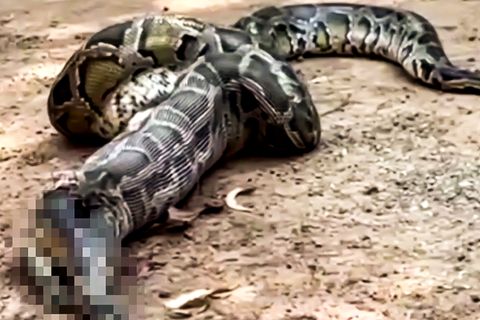 Python-Schlange frisst Katze