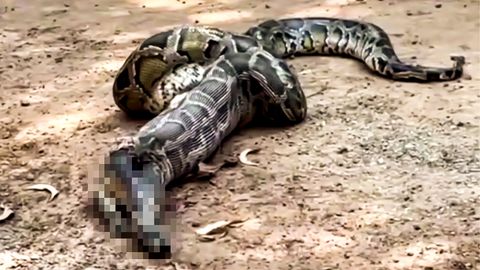 Python-Schlange frisst Katze