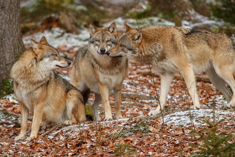 Shetlandpony fällt Wolfsrudel zum Opfer: "Die Kinder werden sie vermissen"