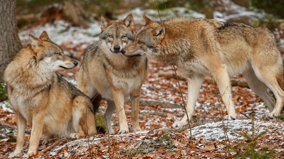 Shetlandpony fällt Wolfsrudel zum Opfer: "Die Kinder werden sie vermissen"