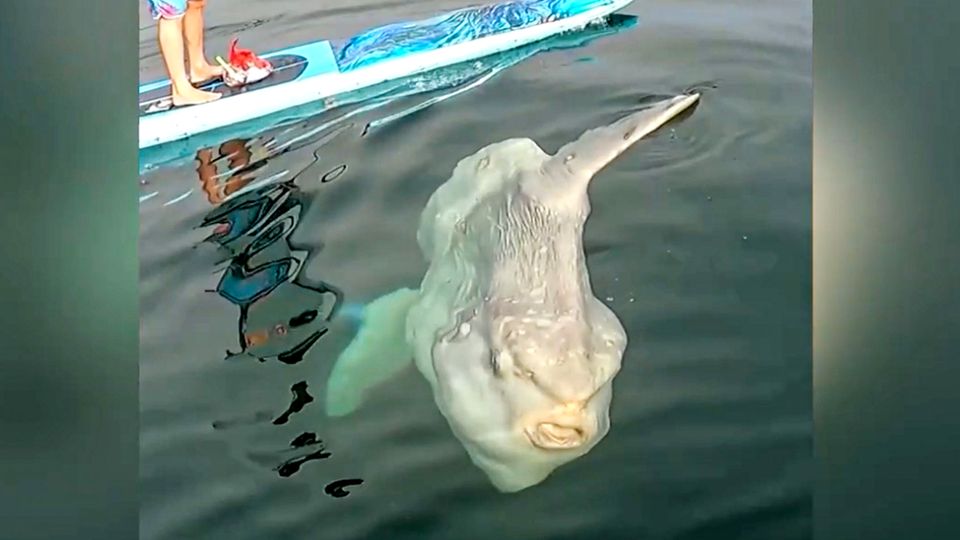 Riesiger Mondfisch entdeckt
