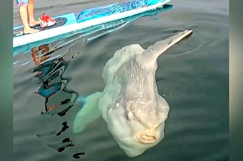 Riesiger Mondfisch entdeckt
