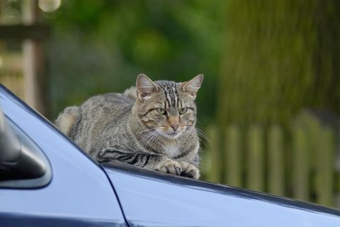 Eine grau getigerte Katze sitzt auf der Motorhaube eines Autos
