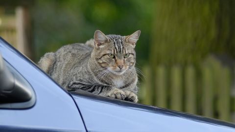 Eine grau getigerte Katze sitzt auf der Motorhaube eines Autos