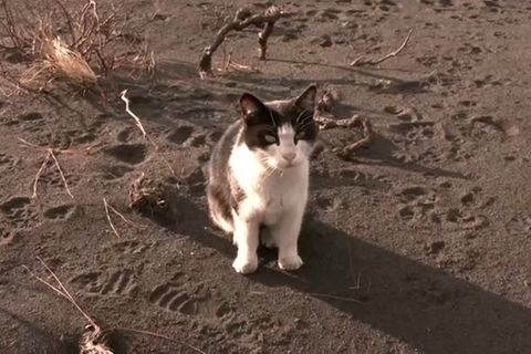 Video: Ruhepause für Katzen und Vulkan