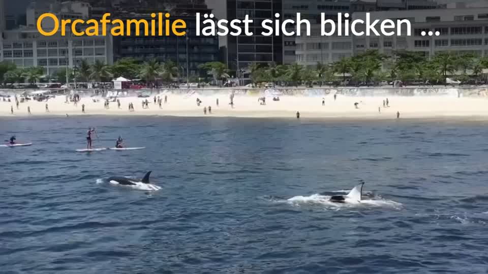 Video: Mit Orcas im Wasser
