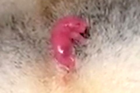 Beeindruckende Aufnahmen: Hier kommt ein winziges Koala-Baby zur Welt