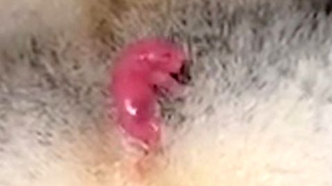 Beeindruckende Aufnahmen: Hier kommt ein winziges Koala-Baby zur Welt