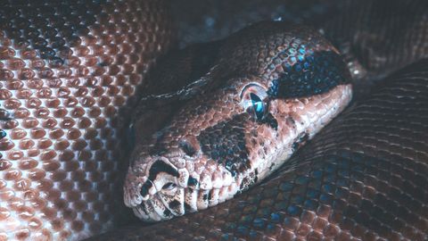 Frau findet drei Meter lange Python-Schlange im Klo (Symbolbild)