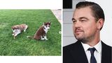 Vip News: Leonardo DiCaprio rettete seine Hunde aus vereistem See