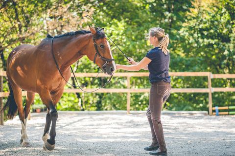 Eine Frau steht einem Pferd mit der Gerte in der Hand gegenüber