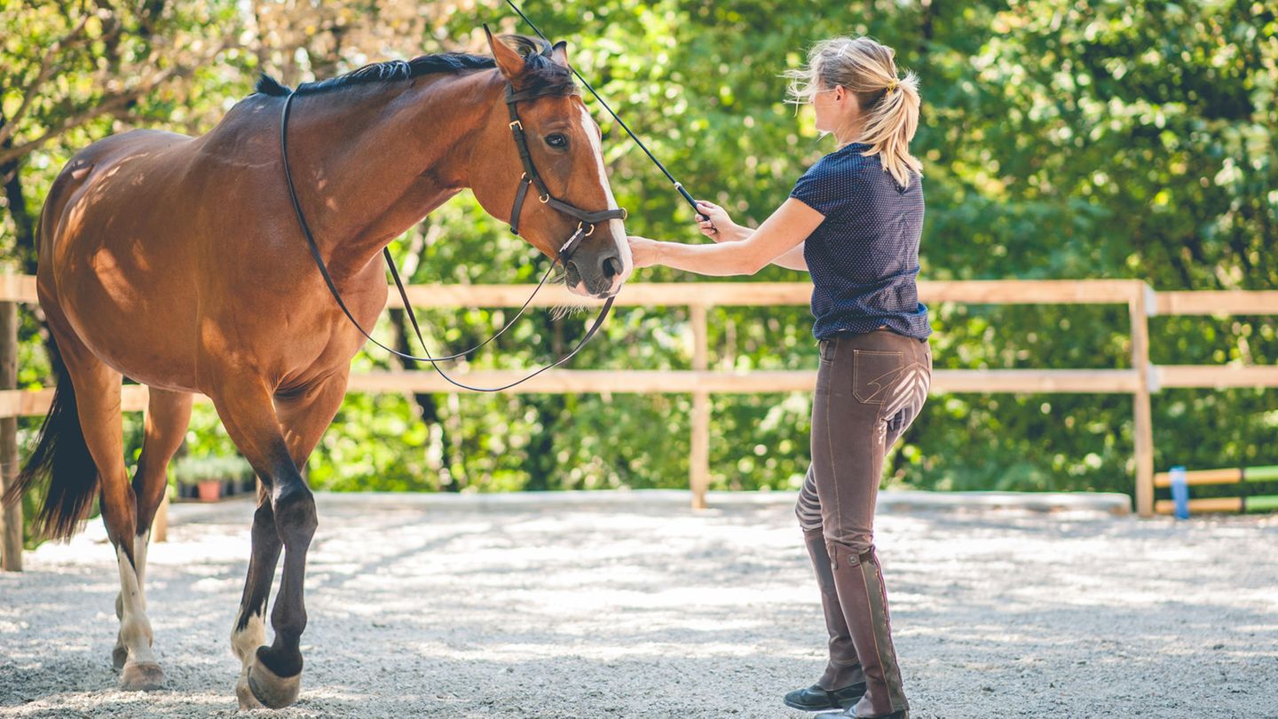 Eine Frau steht einem Pferd mit der Gerte in der Hand gegenüber