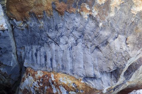 Das Tausendfüßer-Fossil am Strand von Howick in Northumberland