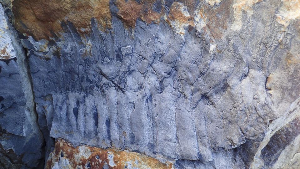 Das Tausendfüßer-Fossil am Strand von Howick in Northumberland