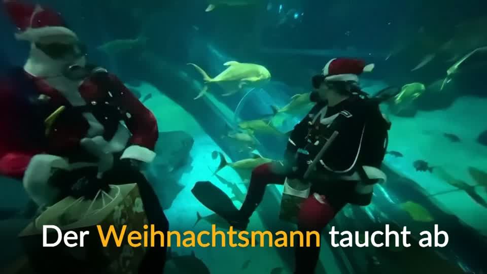 Video: Weihnachtsmann besucht die Haie