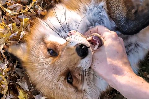 Ein lachender Fuchs begeistert zahlreiche Social-Media-Nutzer