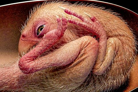 Extrem gut erhalten: Forscher entdecken Dinosaurier-Embryo in versteinertem Ei