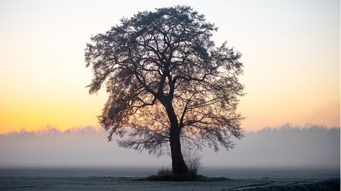 Kälte: Warum frieren Bäume im Winter eigentlich nicht ein? (Video)