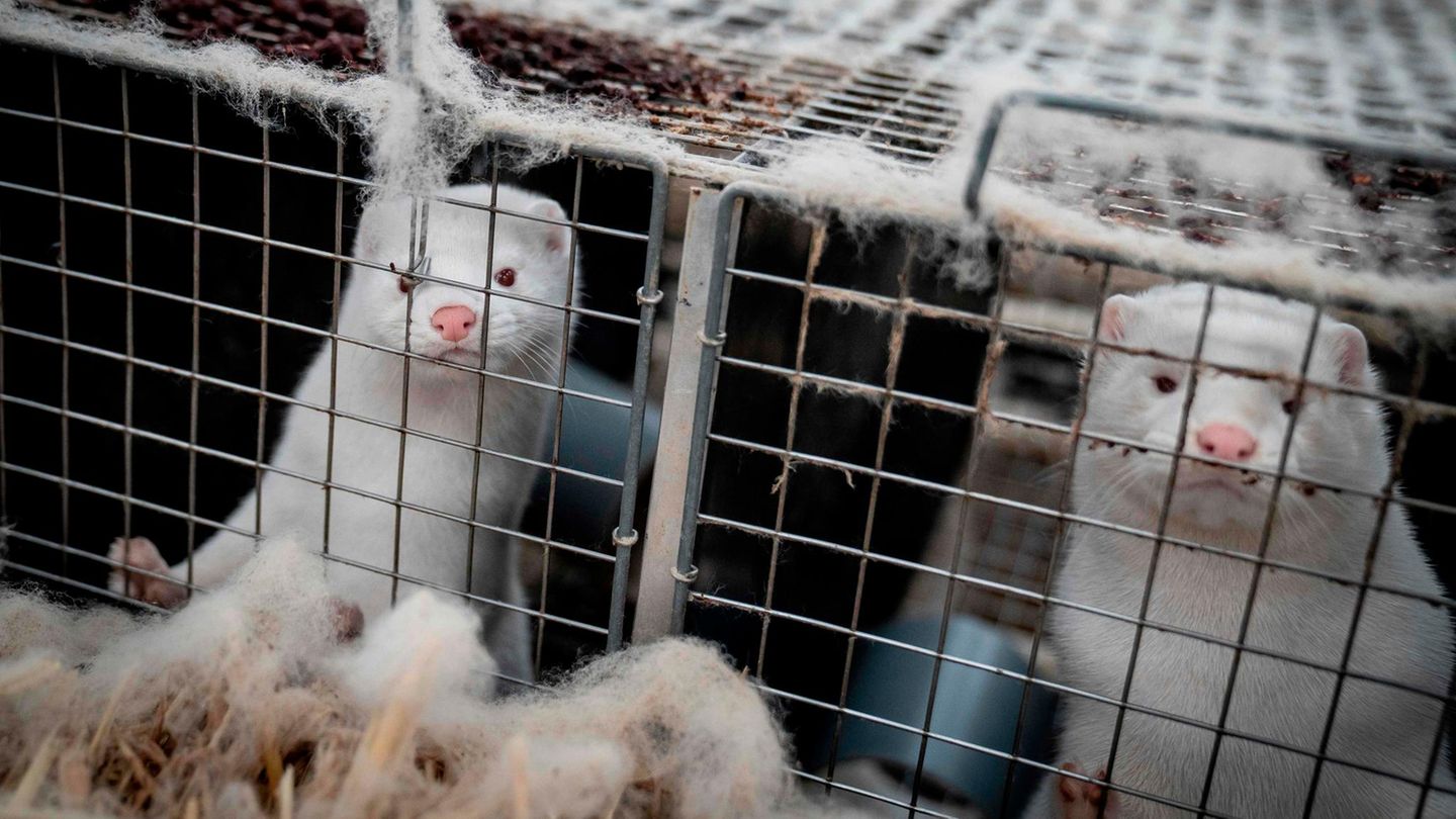 Coronavirus: Finland is the first country in the EU to vaccinate mink
