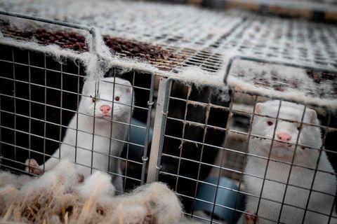 Nerze, wie hier in Käfigen, sollen in Finnland bald gegen das Coronavirus geimpft werden