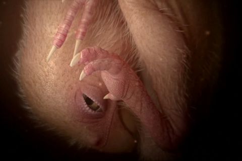 In versteinertem Ei: 70 Millionen Jahre alt: Dinosaurier-Embryo zeigt Vogel-Verhalten