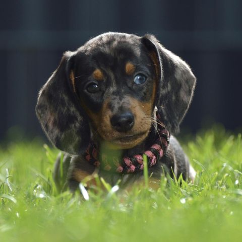 Ein Hundewelpe im hohen Gras