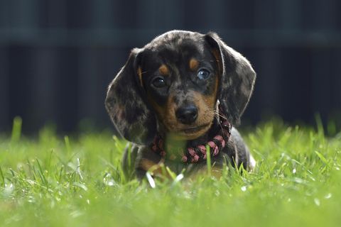 Ein Hundewelpe im hohen Gras