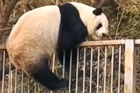 Panda versucht aus chinesischem Zoo zu fliehen – spektakulärer Ausbruch nimmt ein jähes Ende