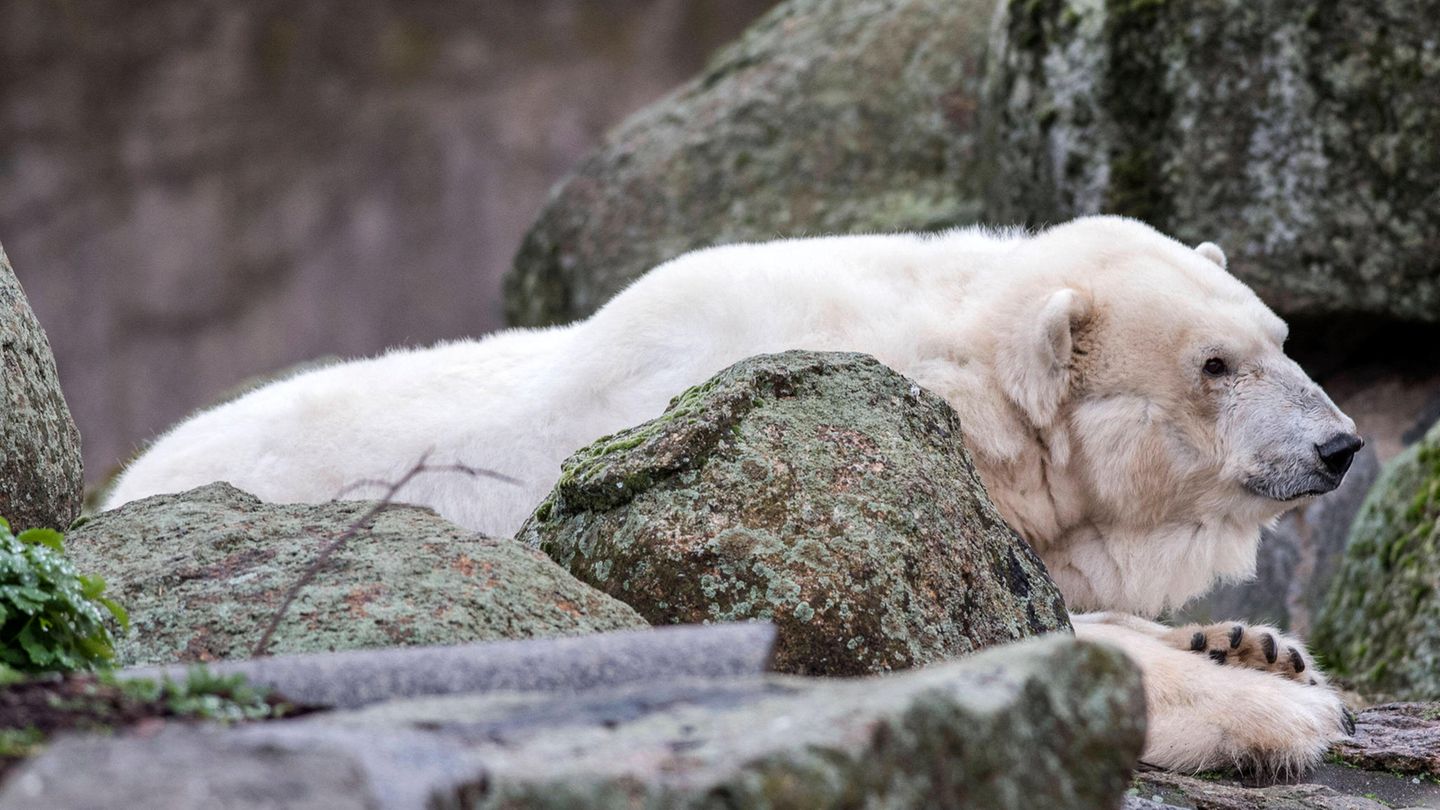 Eisbärin Katjuscha liegt auf einem Felsen im Berliner Zoo