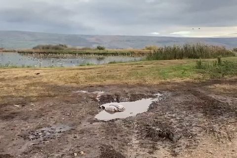 Video: Tausende tote Kraniche - Vogelgrippe wütet in Israel