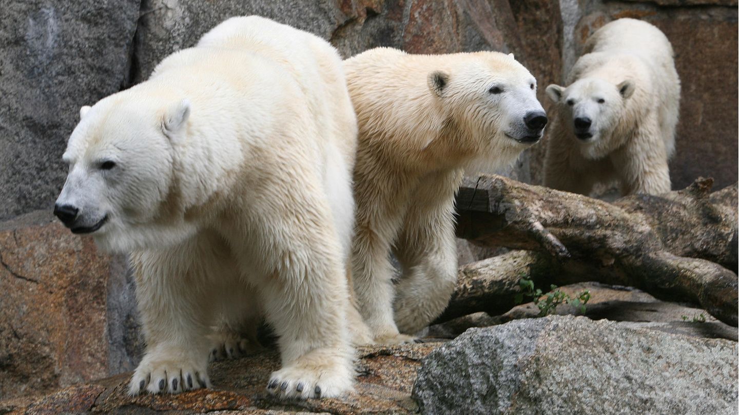 Drei Eisbärinnen im Berliner Zoo, in der Mitte die kürzlich verstorbene Katjuscha (Archivbild von 2010)