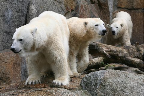 Drei Eisbärinnen im Berliner Zoo, in der Mitte die kürzlich verstorbene Katjuscha (Archivbild von 2010)