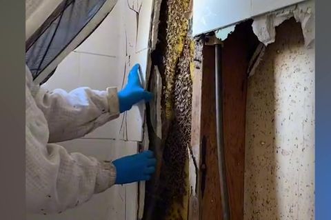 Fleißige Mitbewohner: 10 Kilo Honig im Badezimmer: Paar entdeckt 80.000 Bienen hinter der Dusch-Wand