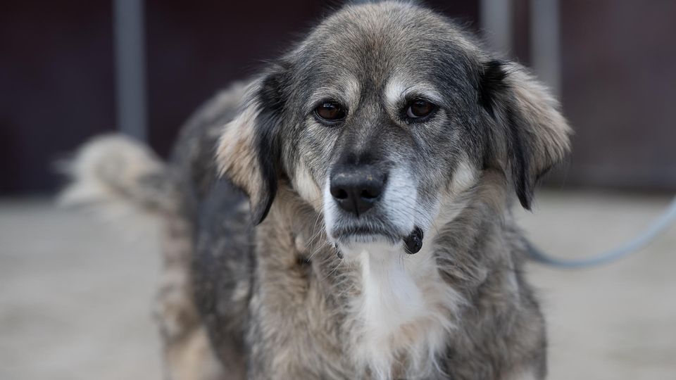 Tierheime nach Weihnachten an der Belastungsgrenze
