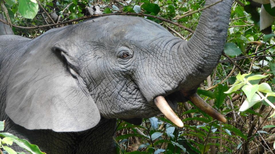 Ein Afrikanischer Waldelefant in Liberia