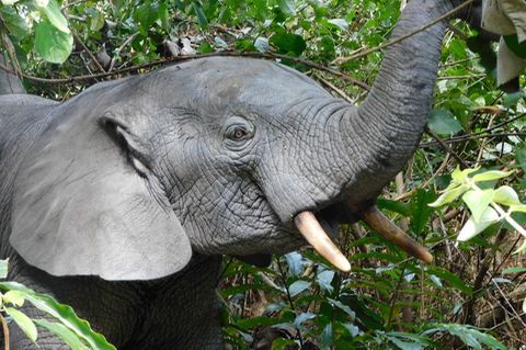 Ein Afrikanischer Waldelefant in Liberia