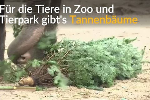 Video: Nadeln zum Dessert