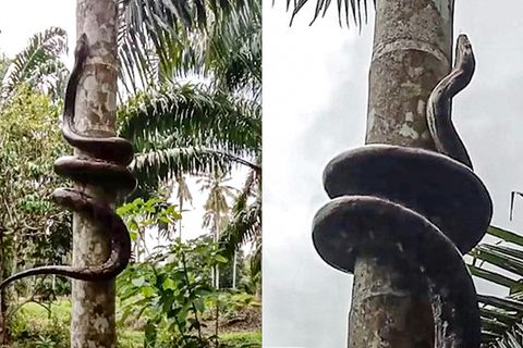 Python klettert Baum hoch
