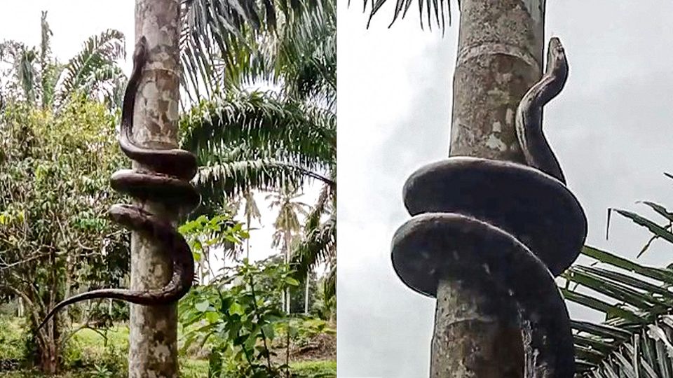 Python klettert Baum hoch