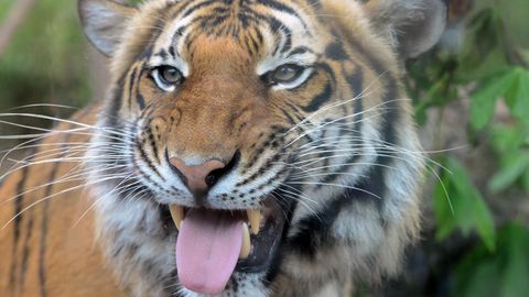 Malaysische Tiger (hier in einem tschechischen Zoo) gelten als stark gefährdet
