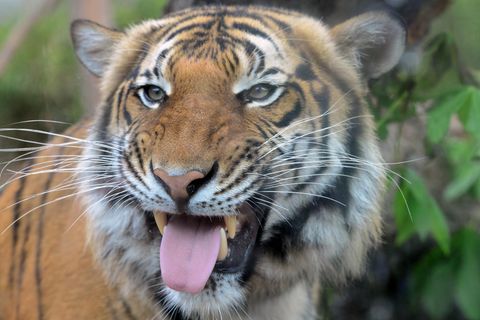 Malaysische Tiger (hier in einem tschechischen Zoo) gelten als stark gefährdet