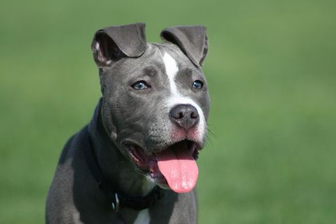 Ein kräftiger, grauer Hund
