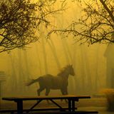 Superior, USA. Ein Pferd rennt durch den Grasso Park, während der Rauch der nahen Brände die Sicht verdeckt. 