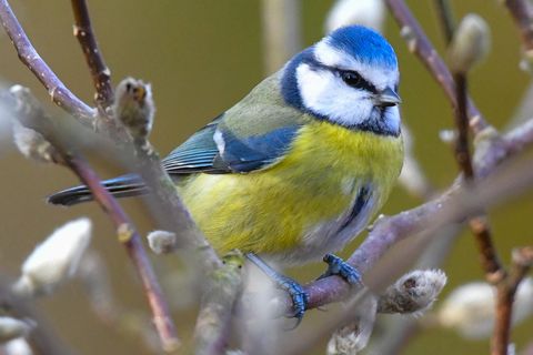 Eine Blaumeise sitzt auf einem Ast. Wer jetzt Vögel zählt, dem dürften auch Blaumeisen begegnen.