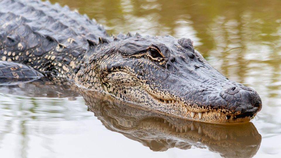 Tierpfleger riskieren im Alligatoren-Gehege ihr Leben – und das hat einen guten Grund