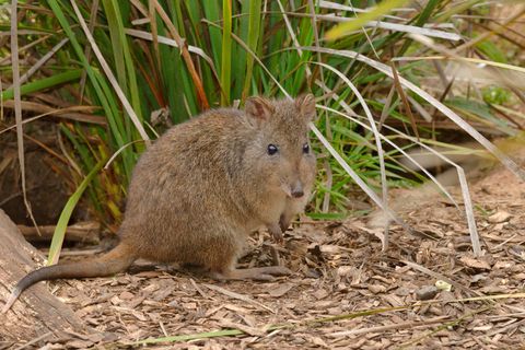 Ein Potoroo, ein kleines, graues Rattenkänguru, in Australien