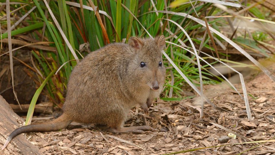 Ein Potoroo, ein kleines, graues Rattenkänguru, in Australien
