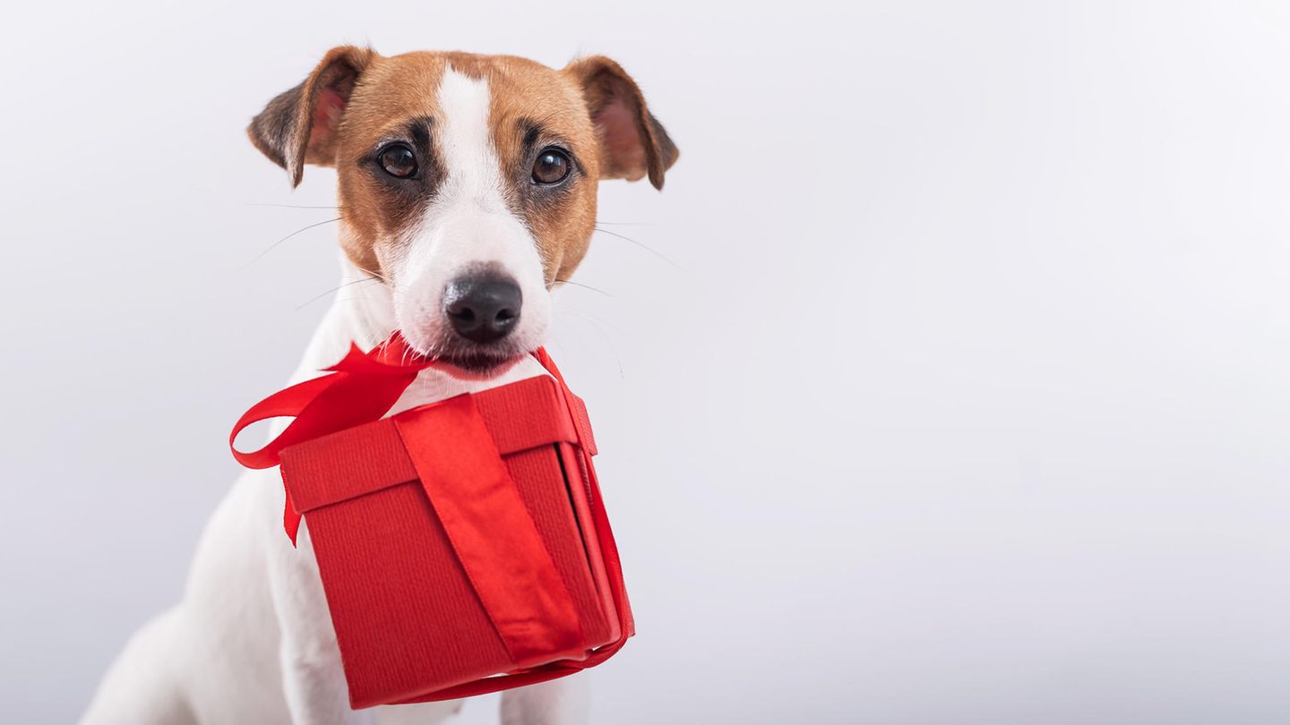 Ein Hund trägt ein Geschenk