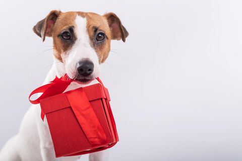 Ein Hund trägt ein Geschenk
